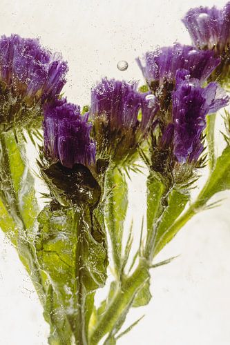 Lilas de mer dans la glace 2