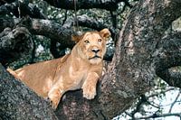 Lionne perchée observant le paysage – Serengeti, Tanzanie