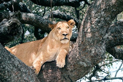 Löwin im Baum überblickt die Ebene – Serengeti, Tansania