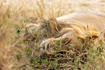 Afternoon Nap