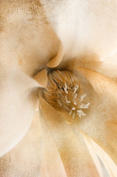 Macro Flower Delicate by Claudia Gründler