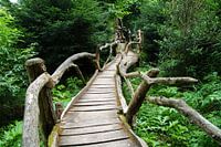 Mysterious forest entrance