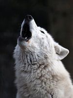 Huilende witte wolf
