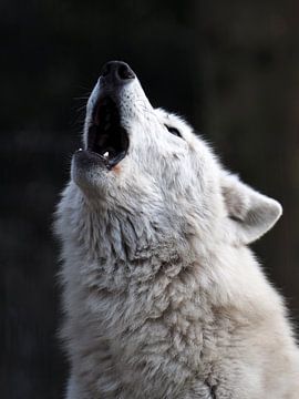 Huilende witte wolf van Edwin Butter