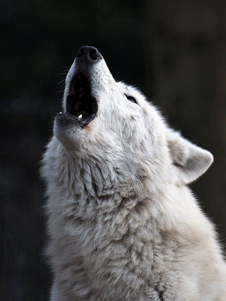 Loup blanc hurlant par Edwin Butter