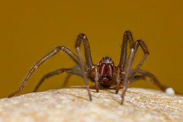 Hauswinkelspinne von vorne von Roland Brack