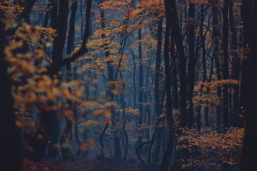 Herbstlicher Buchenwald im dichten Nebel