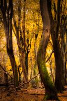 Les arbres dansent en automne