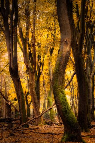Dansende bomen in de herfst