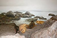 Seals in Canada's wilderness