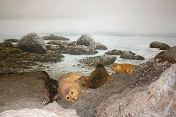 Seals in Canada's wilderness by Thomas Zacharias