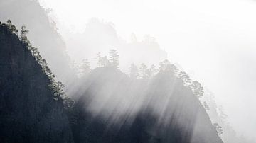Bomen in tegenlicht op een bergkam van Erwin Pilon
