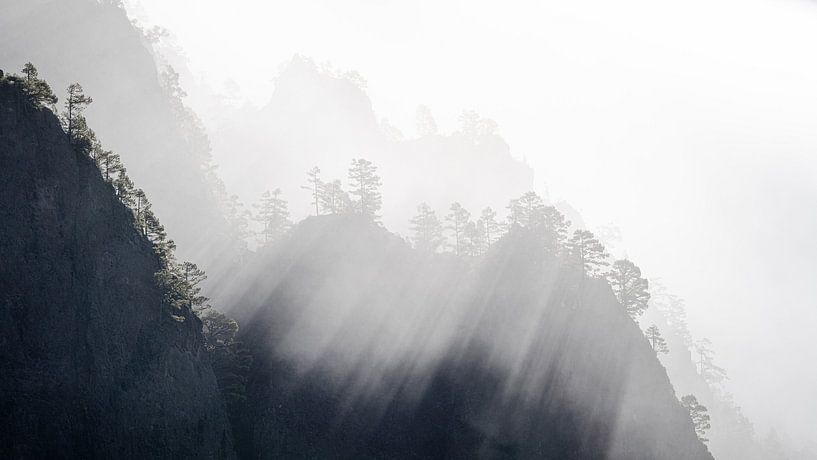 Trees in backlight on a ridge by Erwin Pilon