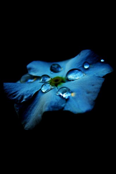 Hydrangea Blue by Walljar