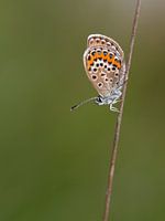 Heideblauwtje