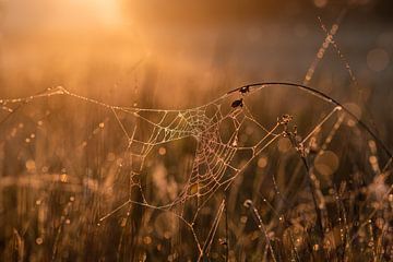 spinnenweb met zonsopkomst van Janny Beimers