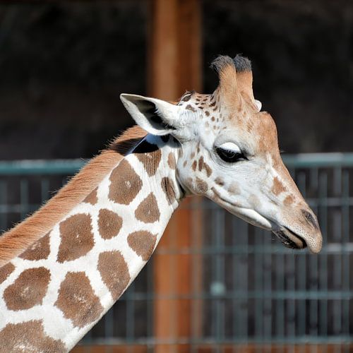 Girafe de Rothschild