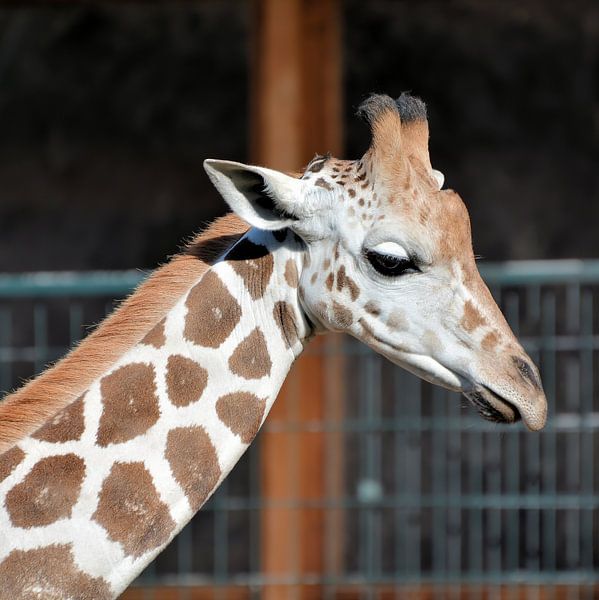 Rothschild&#039;s giraffe van Heiko Kueverling