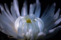 Weltkugel-Chrysantheme von Jefra Creations Miniaturansicht