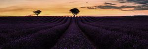 Provence Lavendelfeld.