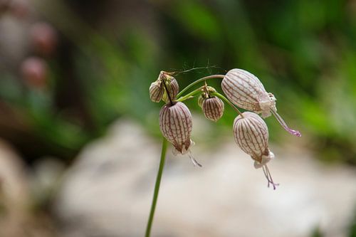 Spezielle Blume