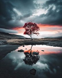 Baum im Sonnenaufgang