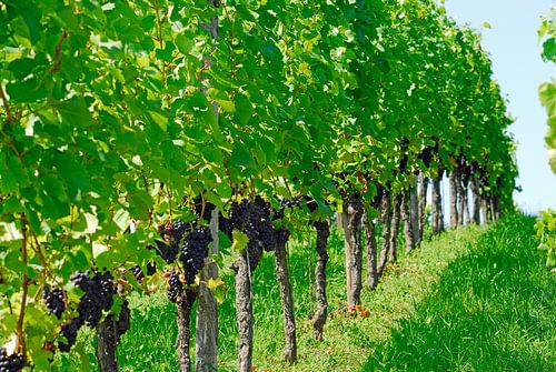 Wijnstokken 2.0