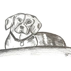 Signiert Beagle Weiblich von Benjamin Verbinnen