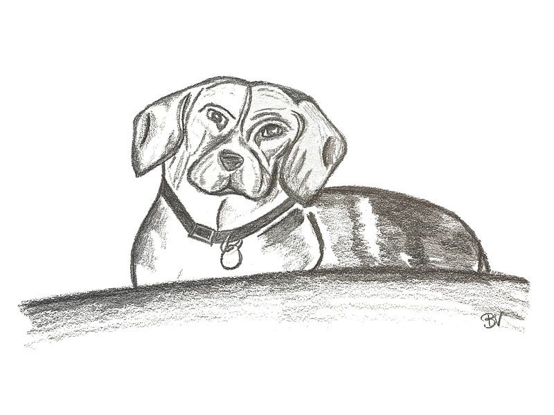 Signiert Beagle Weiblich von Benjamin Verbinnen