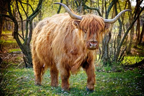 Scottish Highlander