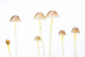 Paddenstoelen