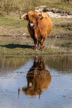 Een Schtose Hooglander in het duin van Menno Schaefer