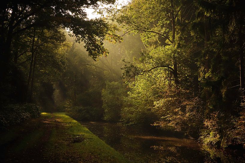 Mysteriöser Bach in einem Herbstwald bei Morgensonne von Wildlife Designs