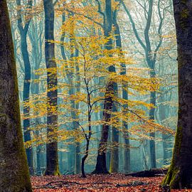 Behind the Scenes by Lars van de Goor