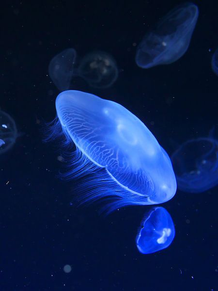 Méduses dans l'eau 6 par Jörg Hausmann