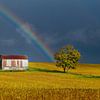 Regenboog boven goud-geel Canadees bonenveld van Sandra van Kampen