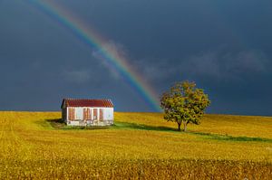 Regenboog boven goud-geel Canadees bonenveld