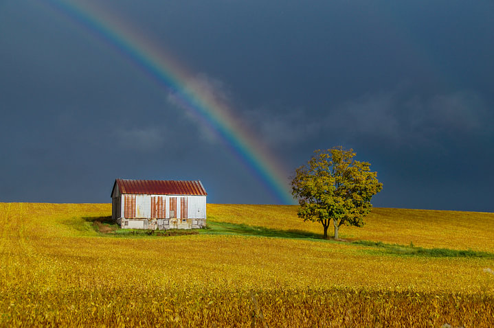 Regenboog boven goud-geel Canadees bonenveld van <span class="secondary-font">Sandra van Kampen</span>