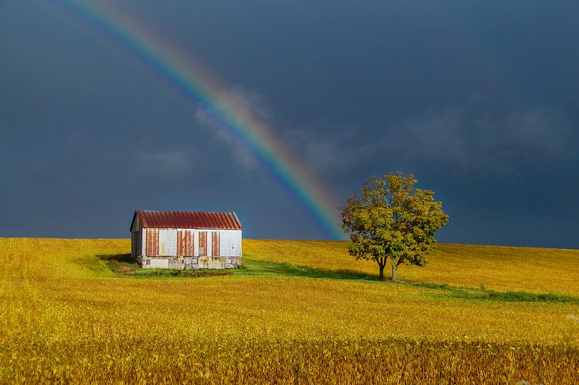 Regenboog boven goud-geel Canadees bonenveld by Sandra van Kampen