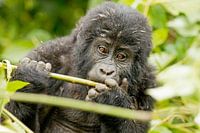 Junger Gorilla