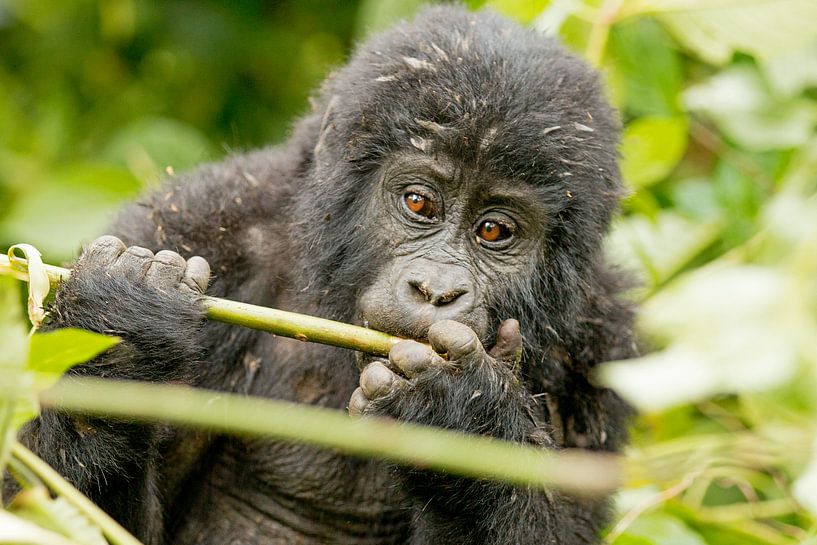 Junger Gorilla van Britta Kärcher