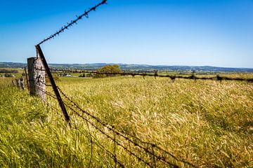 Vineyard in Barossa Valley, Australia by Troy Wegman