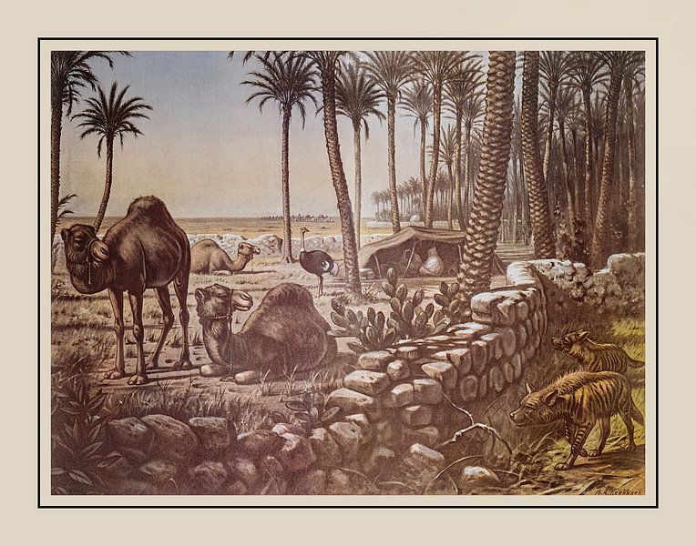 Schoolplate M.A. Koekkoek - "Under the Date Palms" by Anita Meis