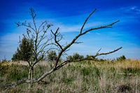 Baum auf dem Oostvaardersplassen