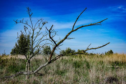 Boom op de Oostvaardersplassen