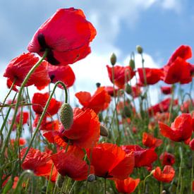 Mohnblumen im Frühling von Deem Vermeulen