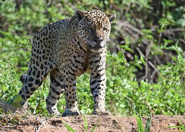 Jaguar (Panthera onca) op de uitkijk van Rini Kools