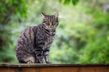 schattige tabby kat zit op een tuintafel tegen een groene achtergrond met kopieerruimte, geselecteer van Maren Winter