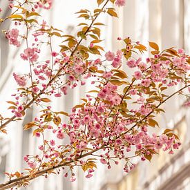 Blossom of the Japanese ornamental cherry by Catrin Grabowski