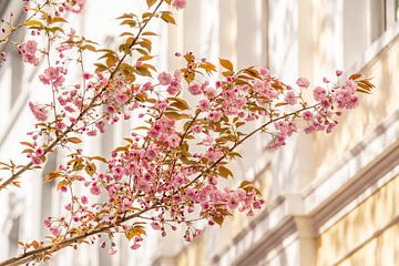 Blossom of the Japanese ornamental cherry by Catrin Grabowski